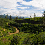 Sri Lanka: Das Hochland