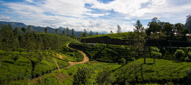 Sri Lanka: Das Hochland