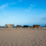 Sri Lanka: Die Ostküste