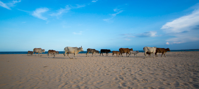 Sri Lanka: Die Ostküste