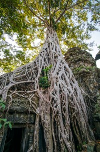 siamreap-21  