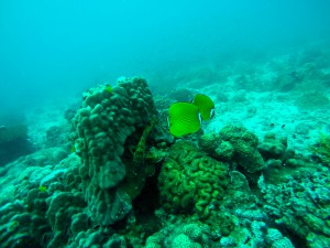 Koh_Tao-06   